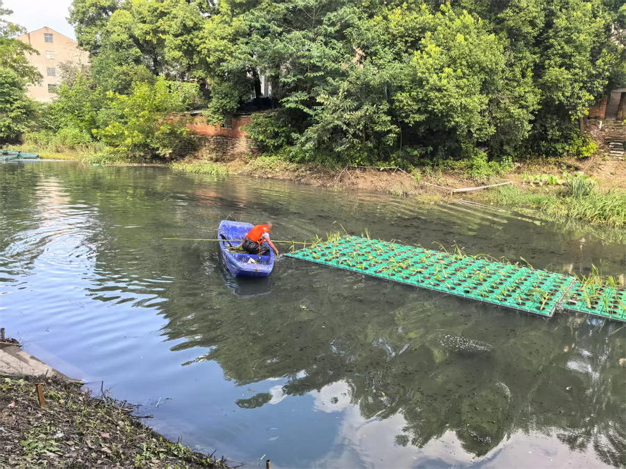 前川西河黑臭水体治理14